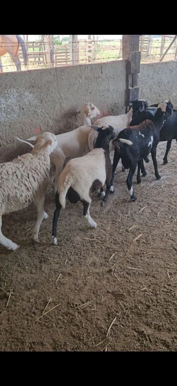 Carneiro,cordeiro  - Foto 3