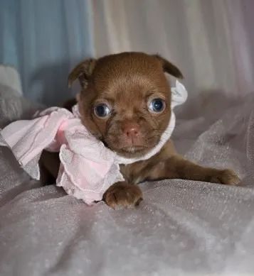 Chihuahua fêmea na cor blue a venda!! 