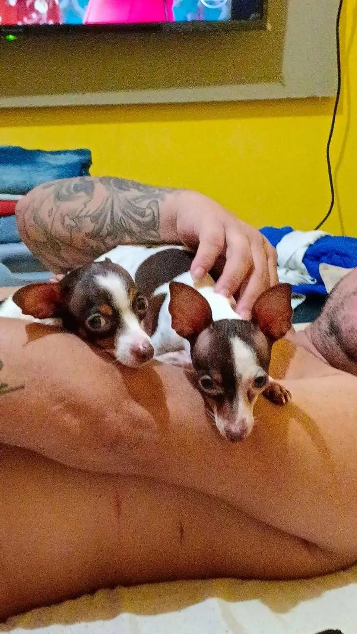 Duas Pincher fêmea 