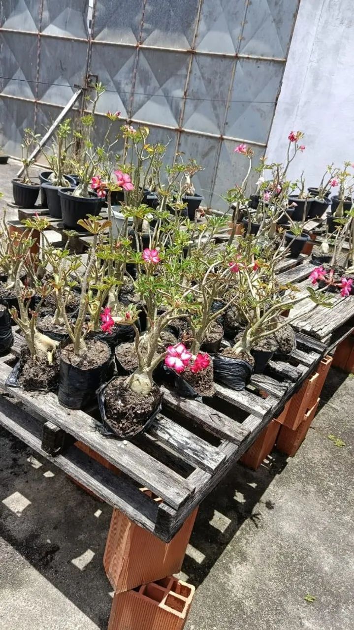 Rosas do deserto 