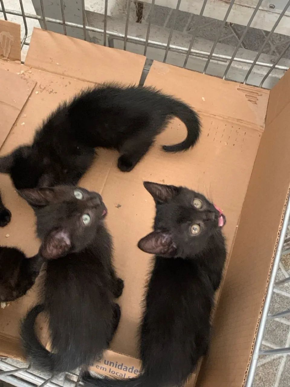 Gatinho Preto para Adoção - Foto 5