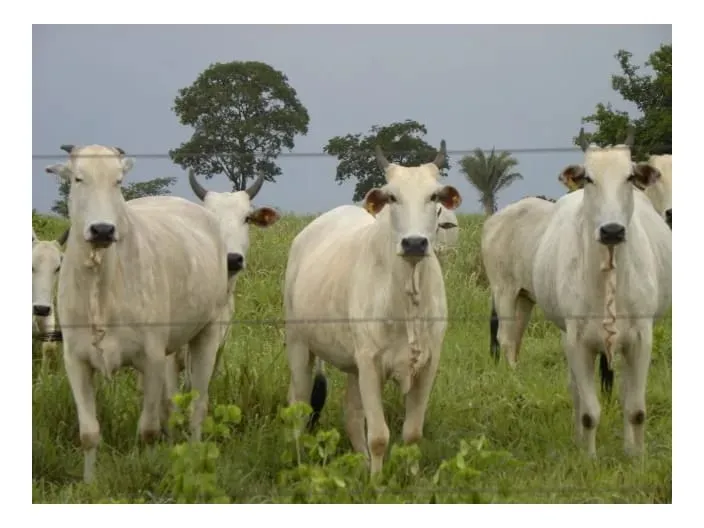 procuro fazendas Est.SP região Iepe Rancharia pecuaria ate 30,000,000