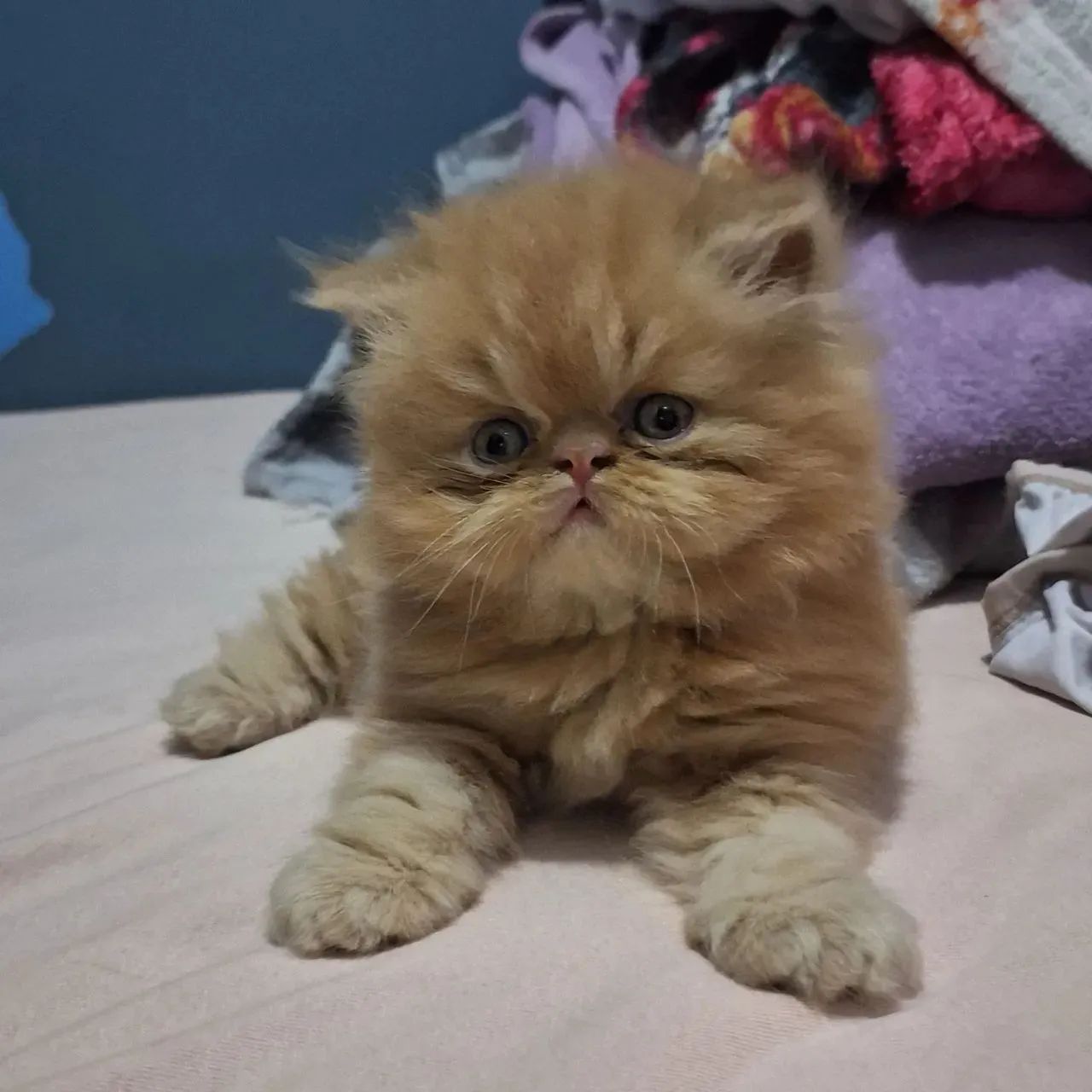 Persa Mega Presente de Natal 