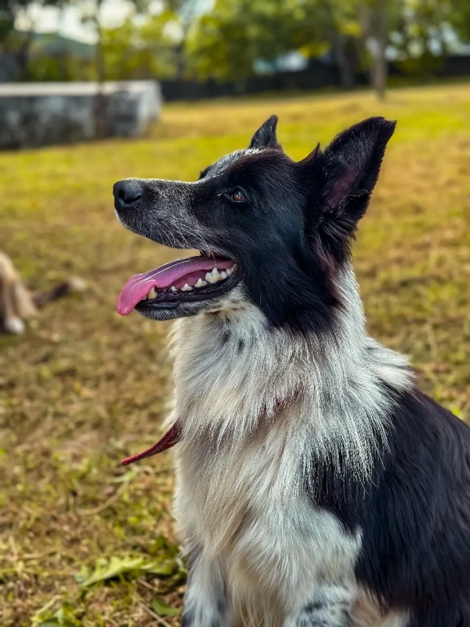 Border Collie com PEDIGREE procura namorada