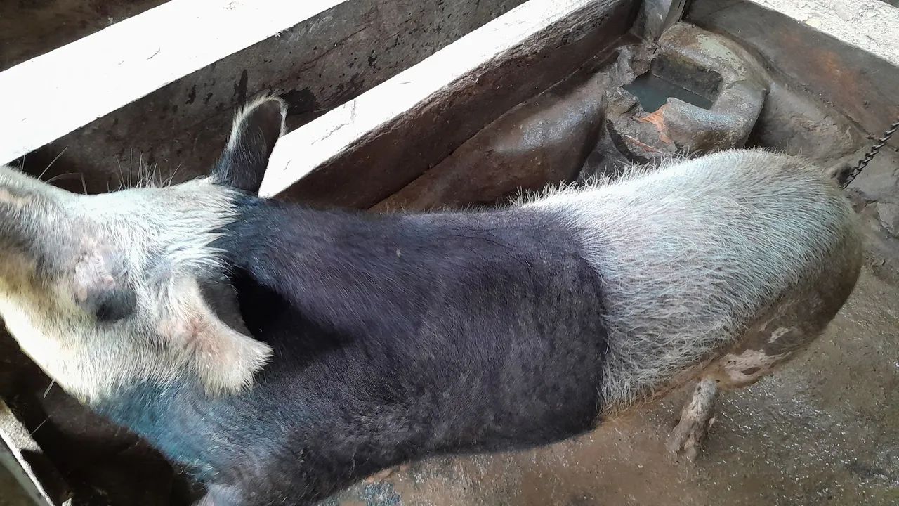 Porco para agropecuária - Foto 4