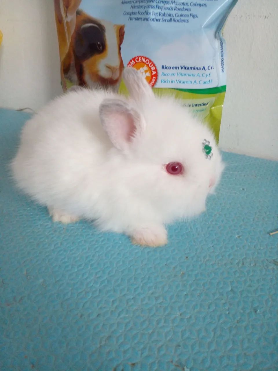 Netherland Dwarf albino  - Foto 4