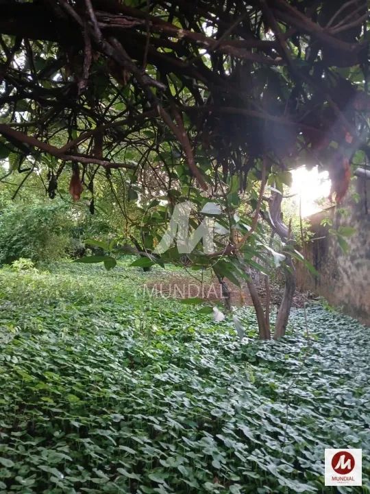 Terreno (terreno normal) - Foto 2