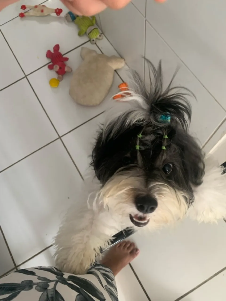 Procuro namorado para minha lhasa apso