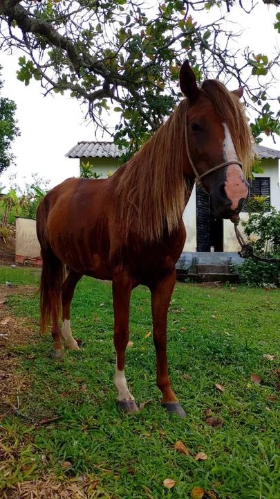 Linda égua castanha 