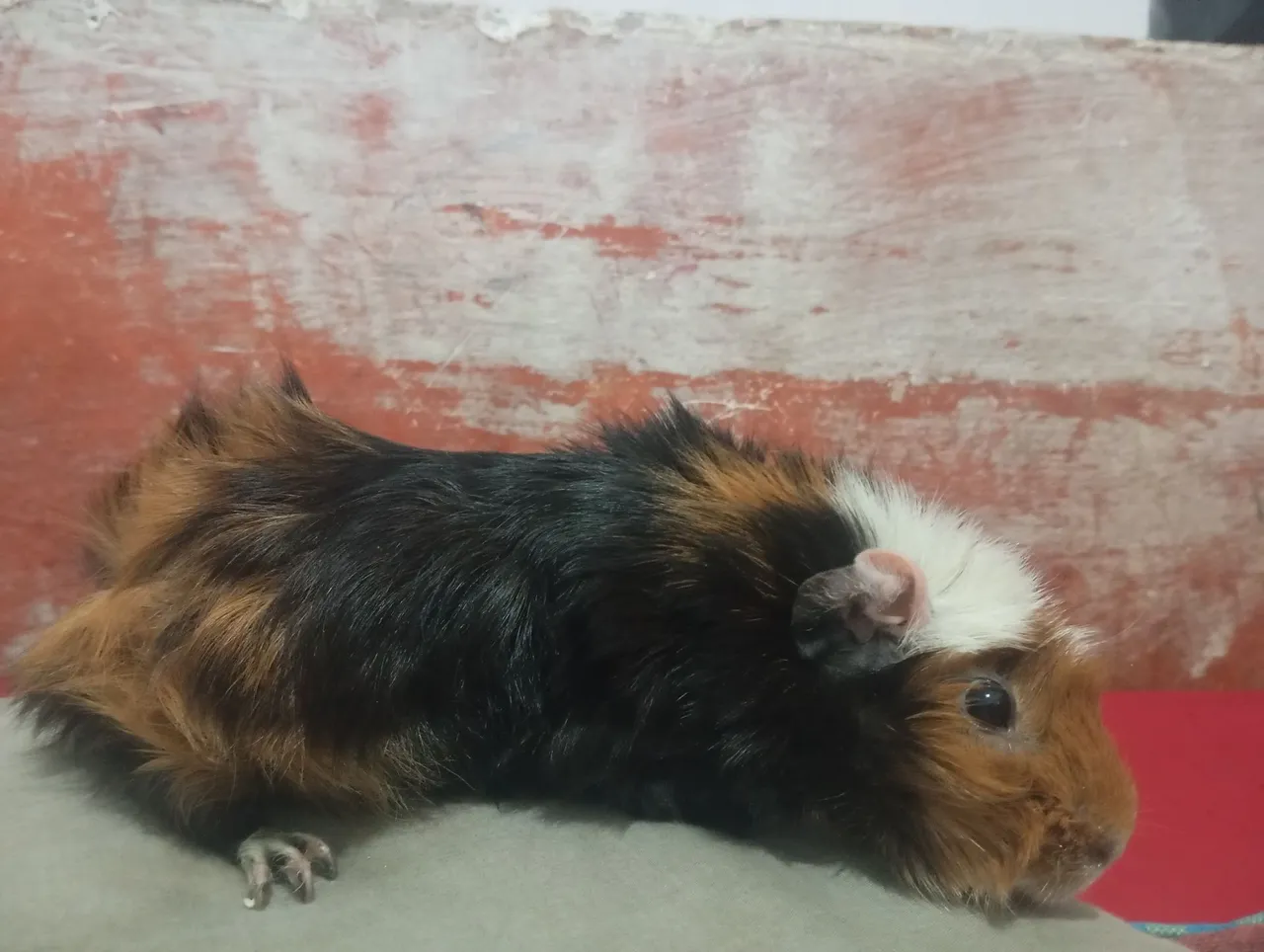 Porquinho da Índia Tricolor - Peludo e Charmoso