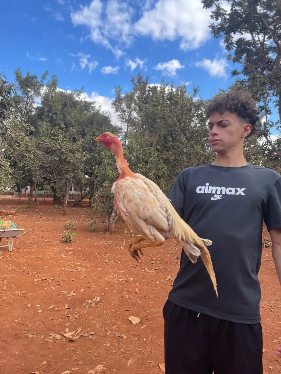 Frango índio polaco