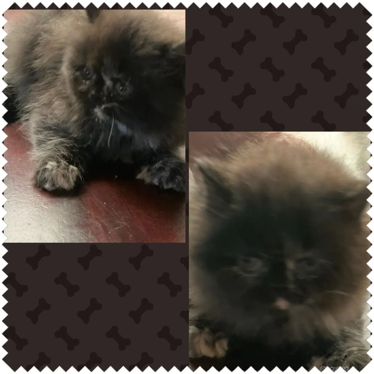  Gatinhos Persas Lindos  - Foto 6