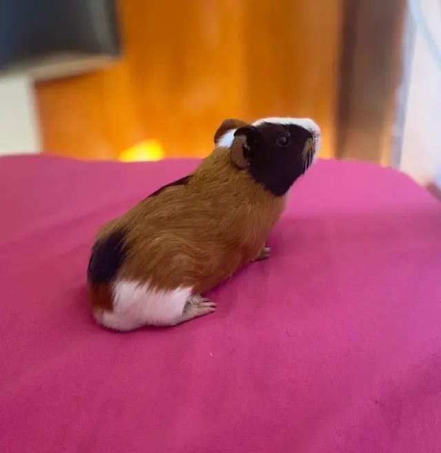 Casal PORQUINHO DA INDIA ( DOAÇÃO )