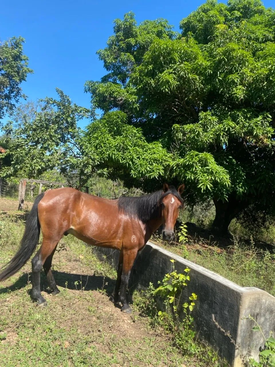 Cavalo castrado com potencial de pista - Foto 3