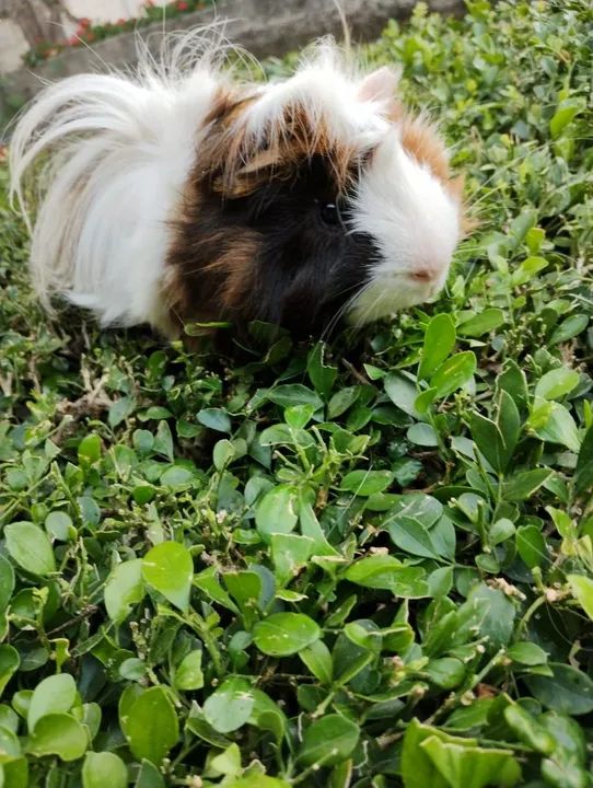 Porquinho da índia disponível  - Foto 3