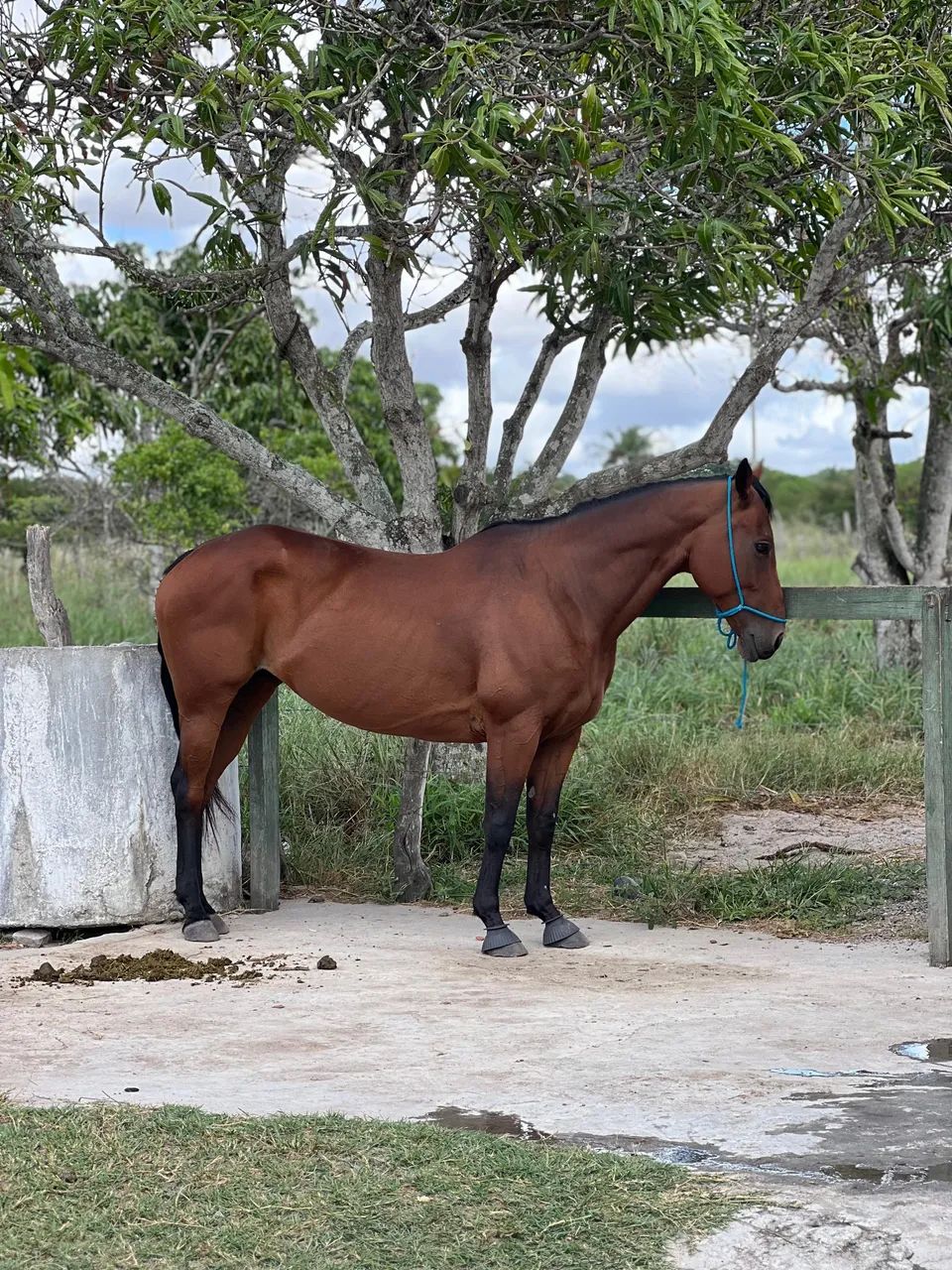 Égua quarto de milha  - Foto 2