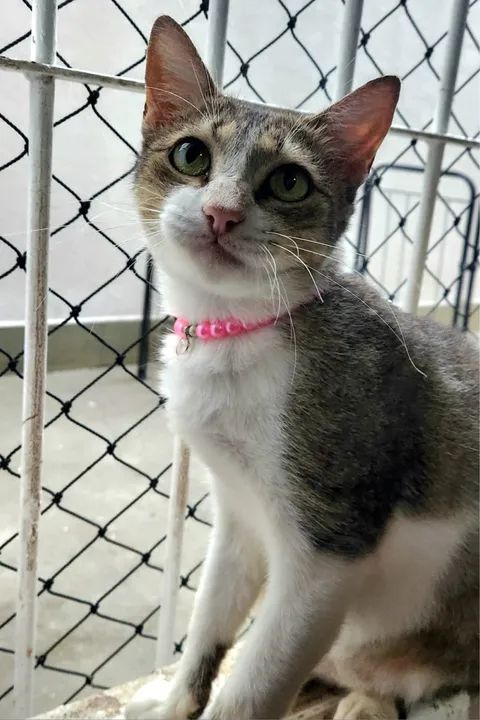 Gatinha castrada, fiv e felv negativa para adoção