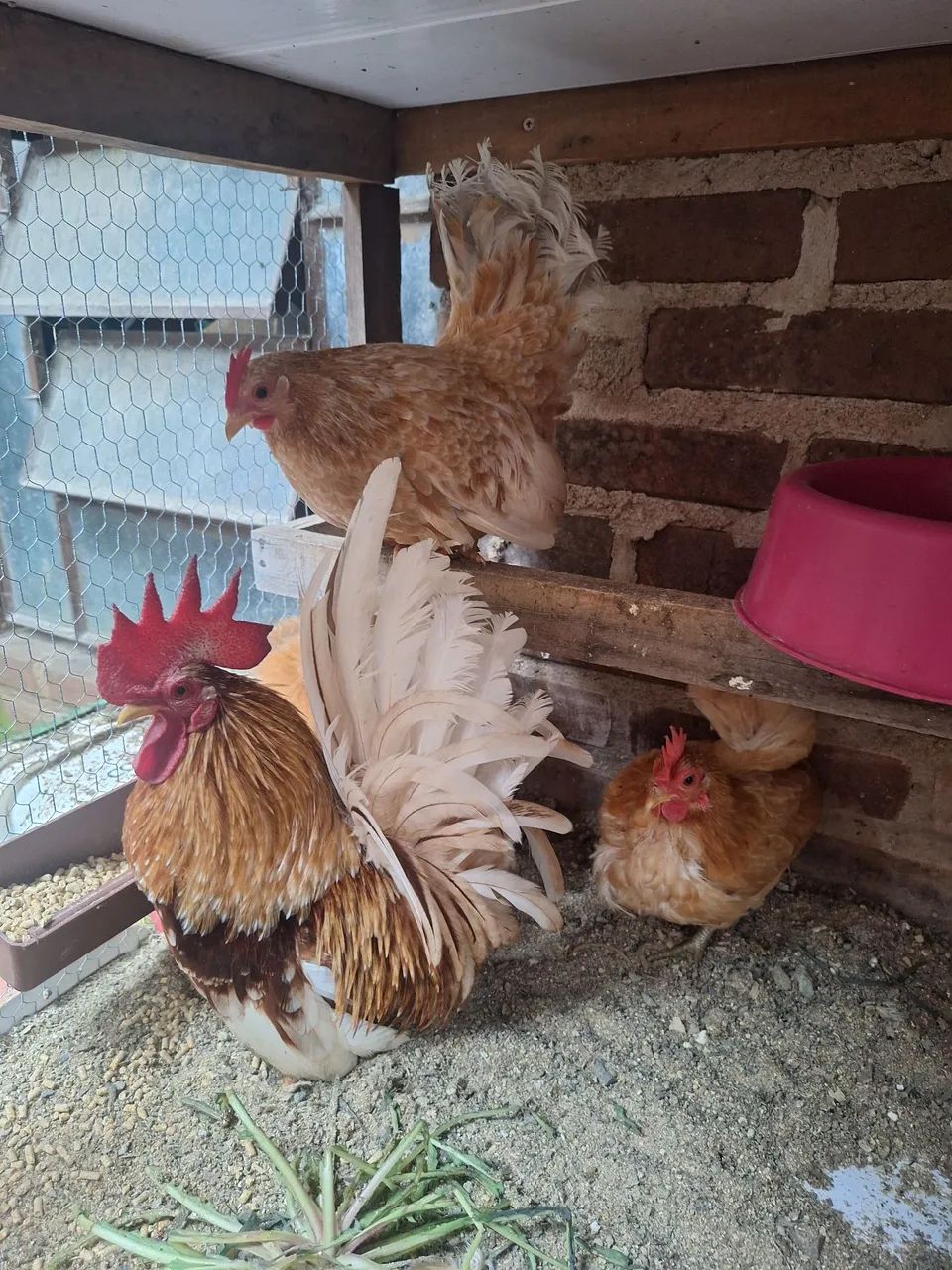 Ovos Garnizé Nagasaki