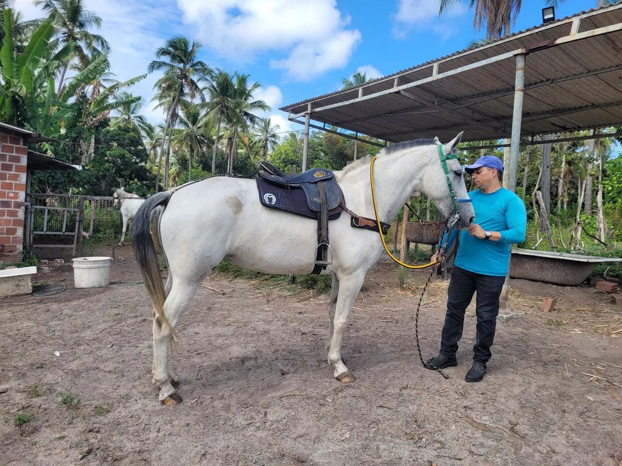 Égua Mestiça de Mangalarga - Foto 5