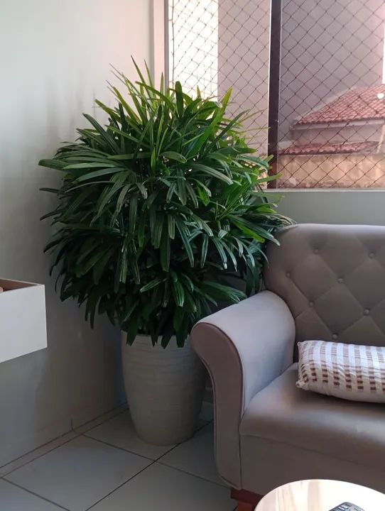 Ráfia gigante já em vaso - Foto 2