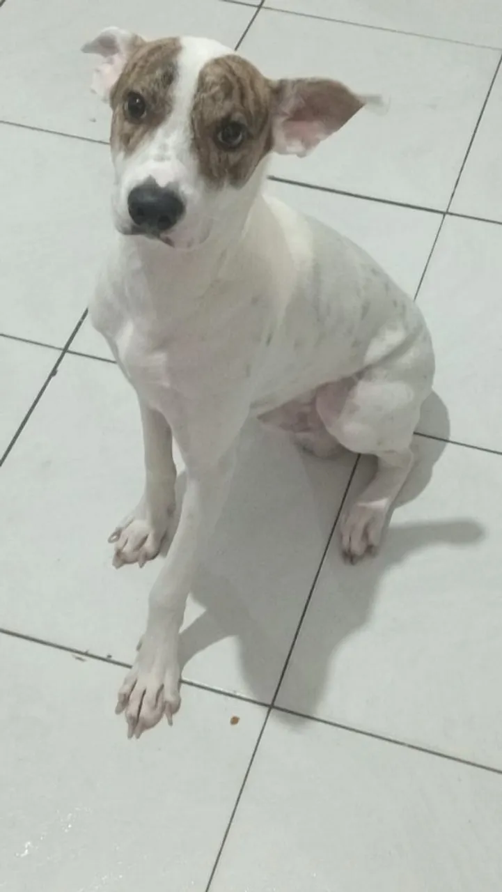 Cachorro branco Pitbull