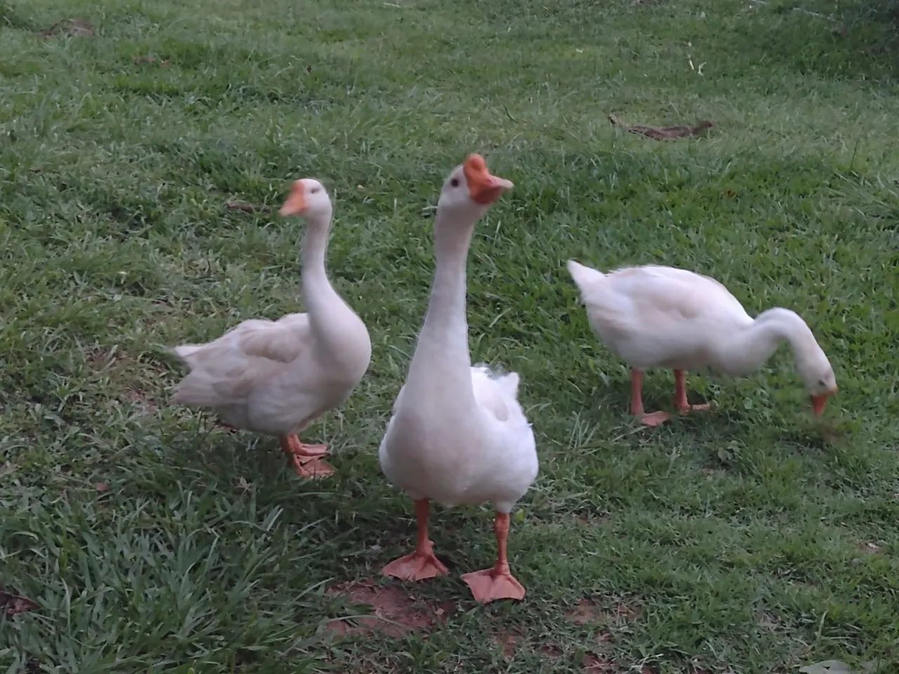 ganso sinaleiro branco  - Foto 2