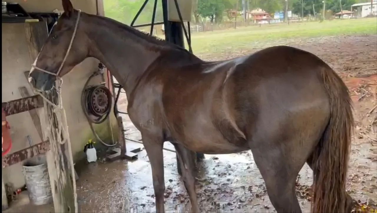 Égua Mangalarga Marchador