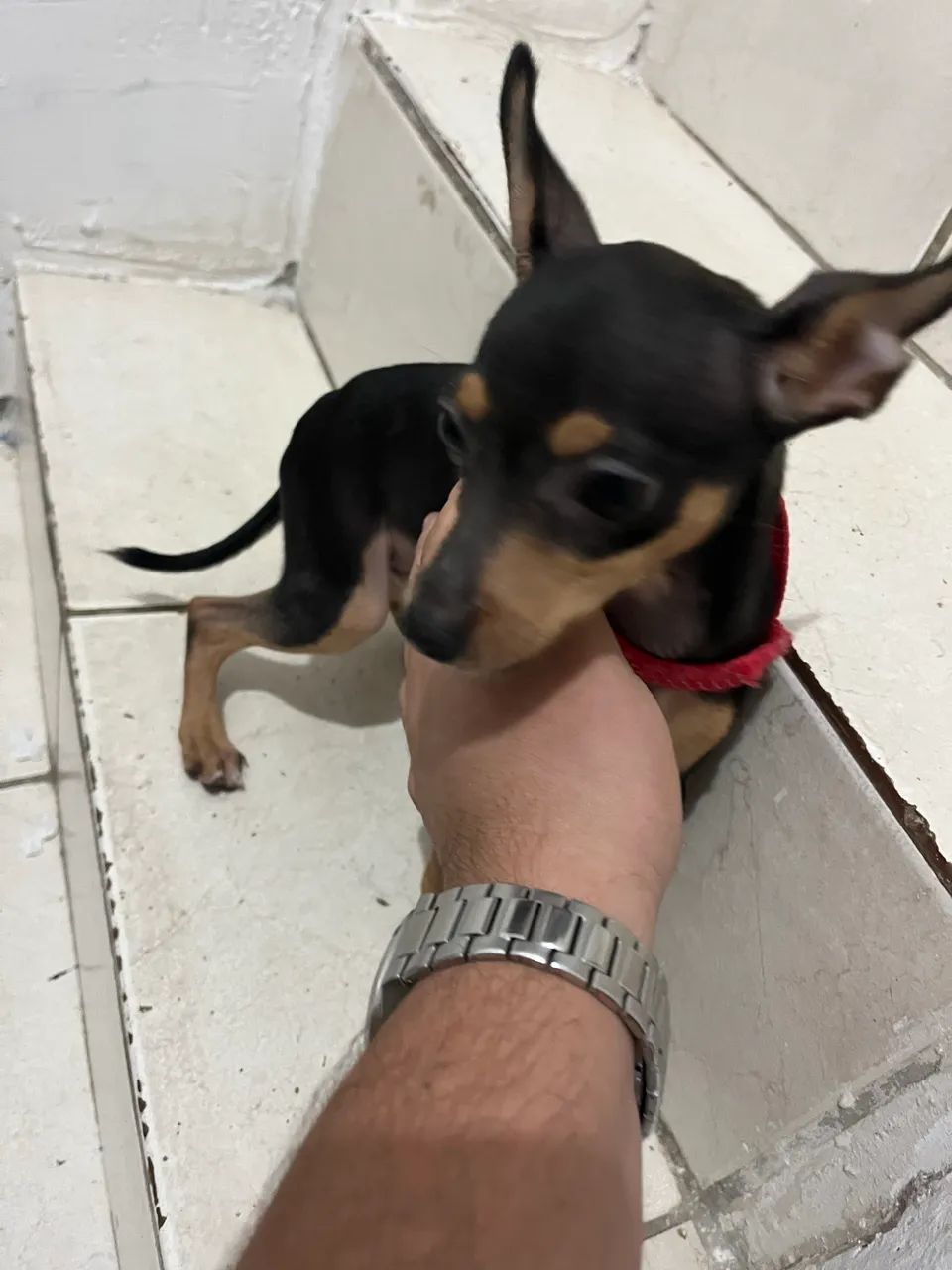 Pinscher 0 dócil 