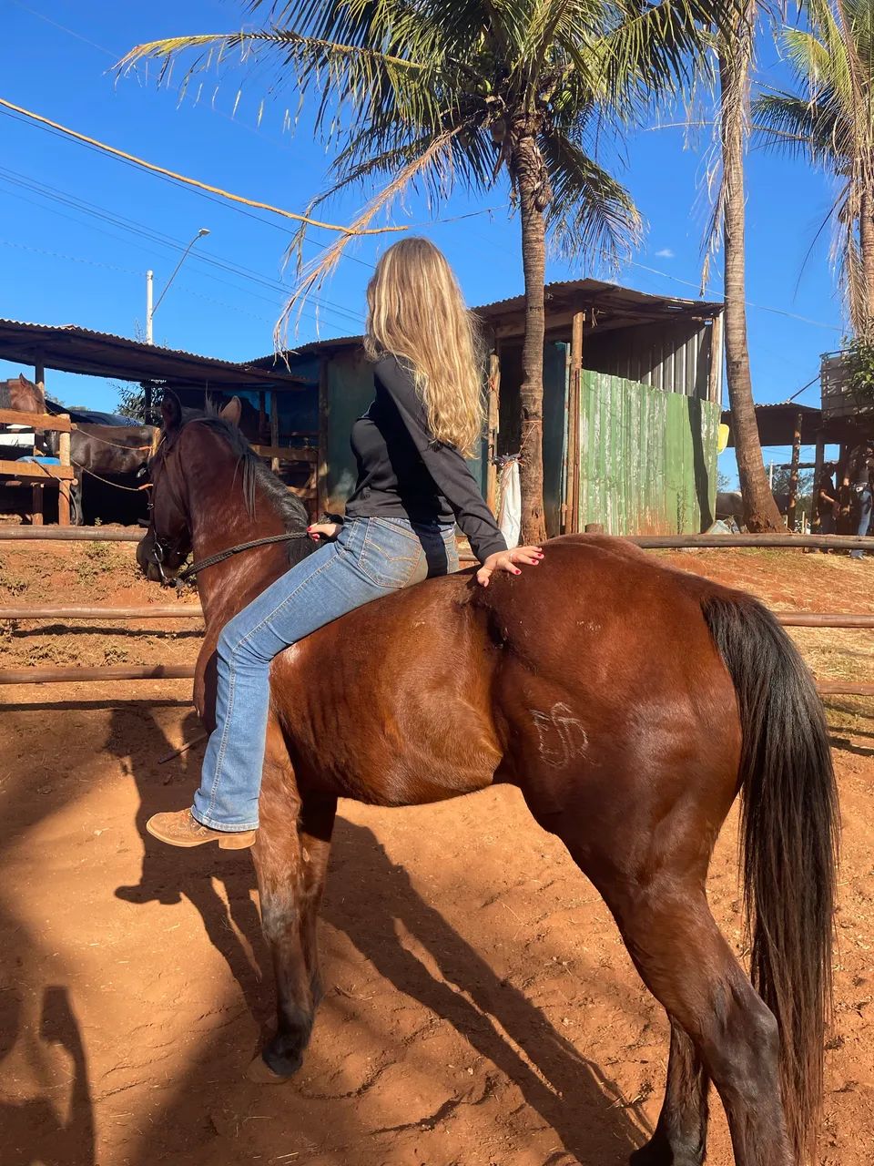 Cavalo QM  - Foto 3
