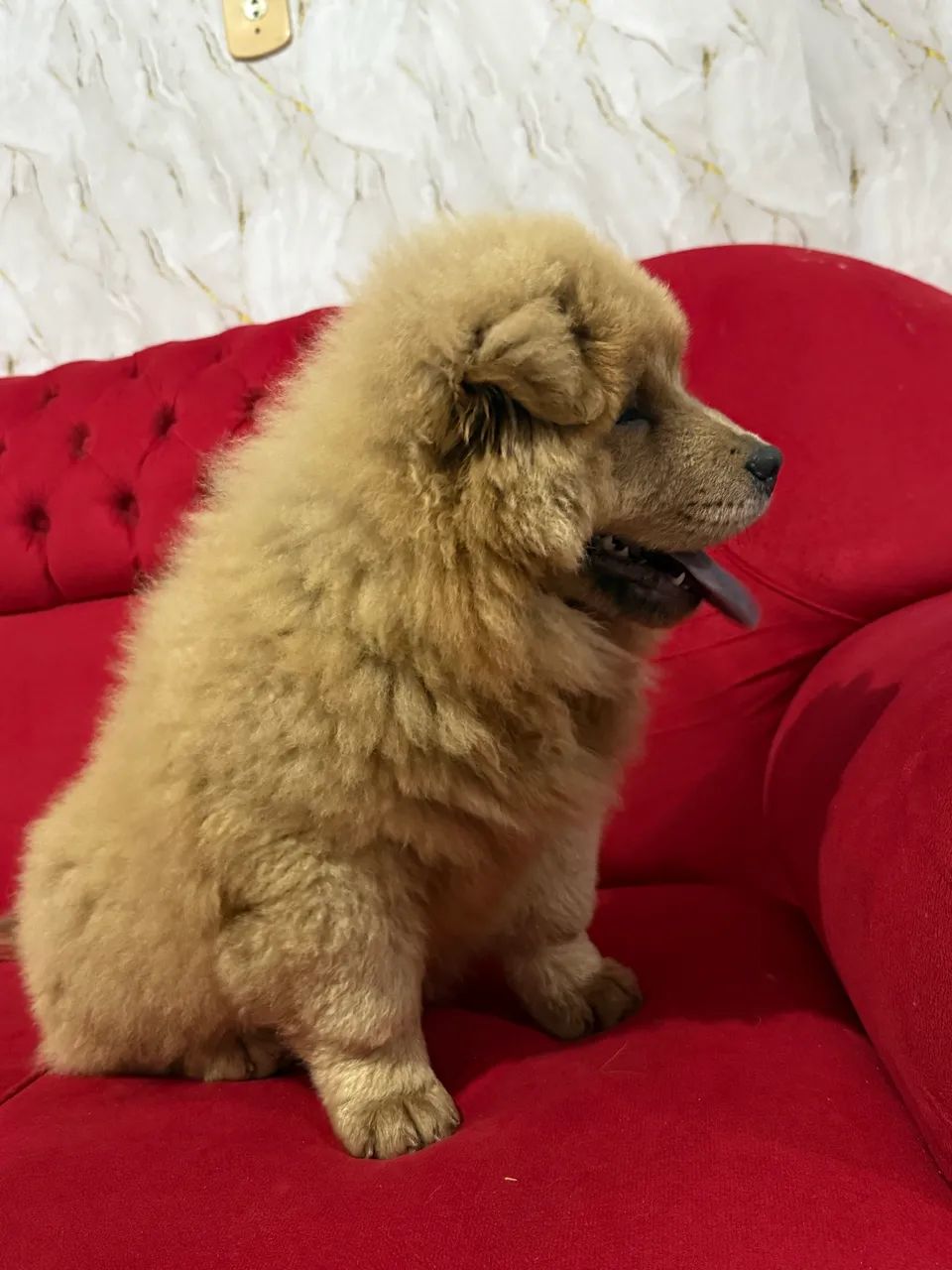 Chow Chow  - Foto 5