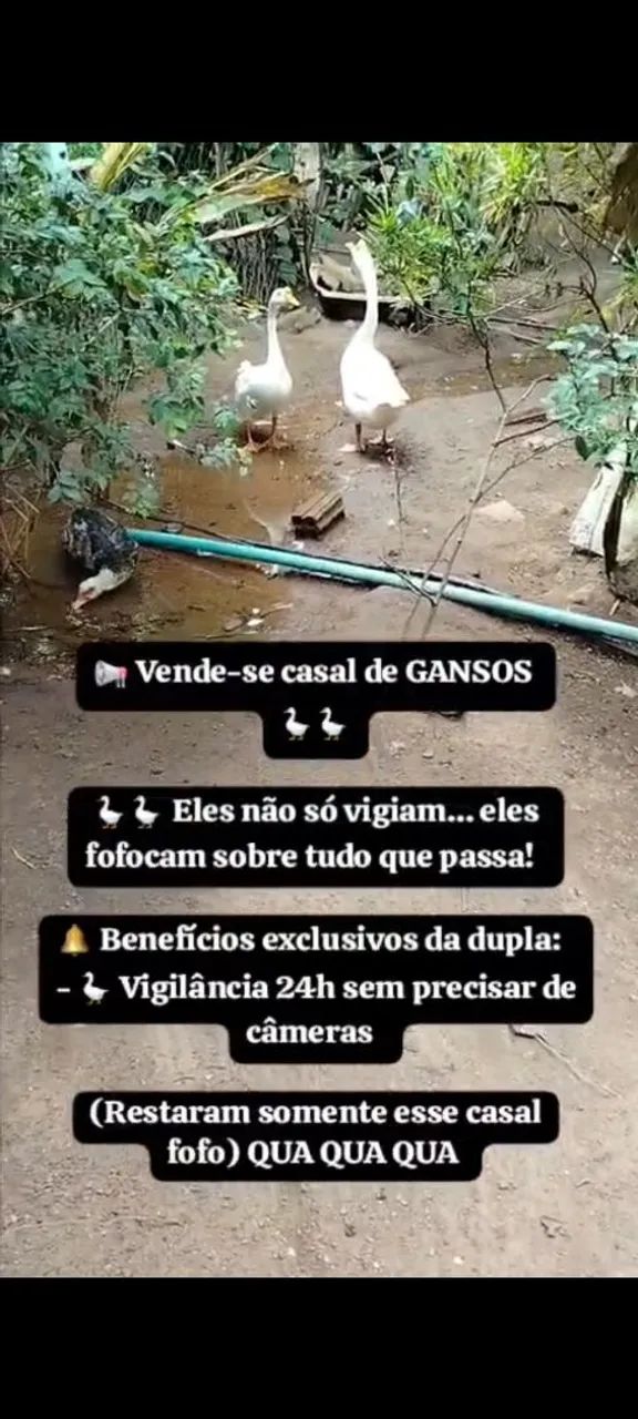 Casal de Gansos Sinaleiros ? - Foto 2