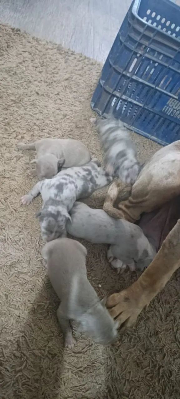 Filhotes pitmonter  - Foto 5