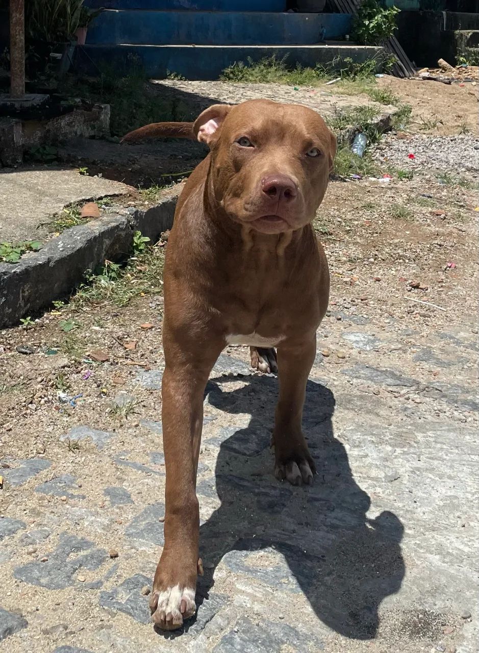 Pitbull 