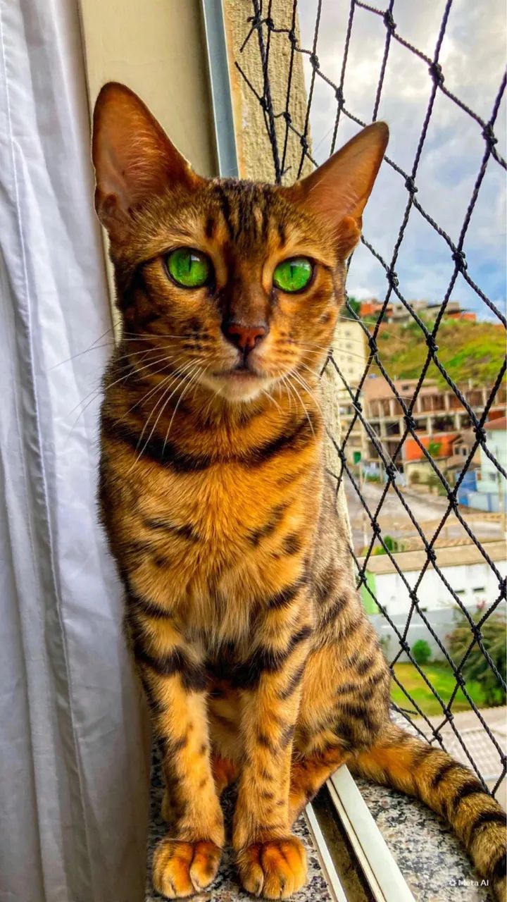 Vende-se Bengal