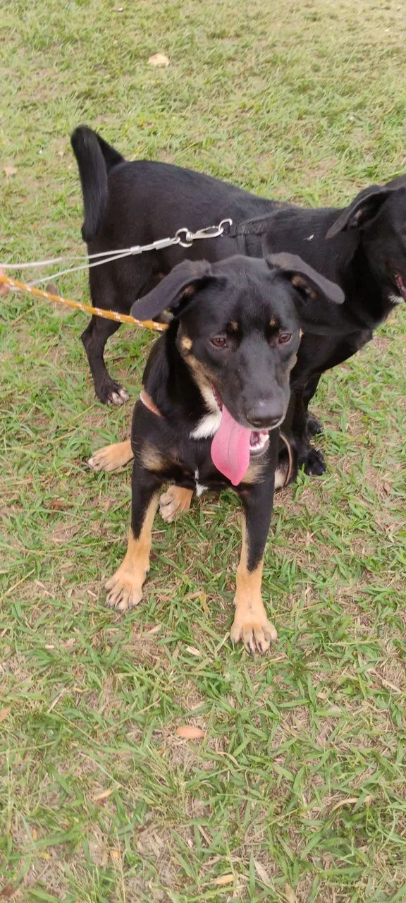 Doa-se filhotes de cachorro - Foto 3
