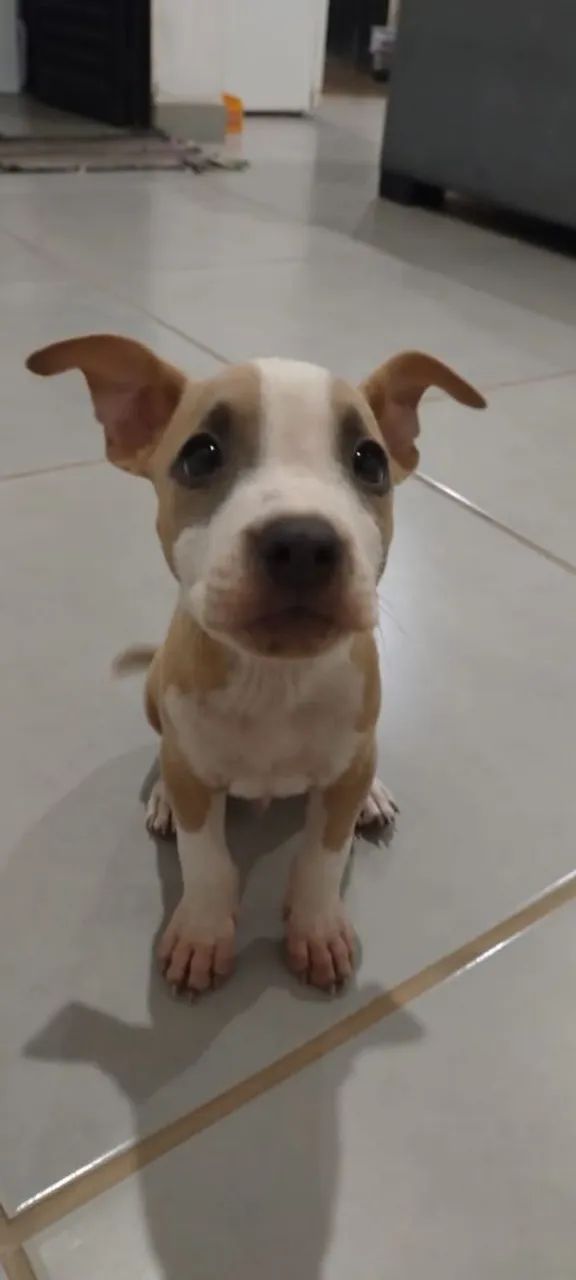 Vendo American Staffordshire  - Foto 2
