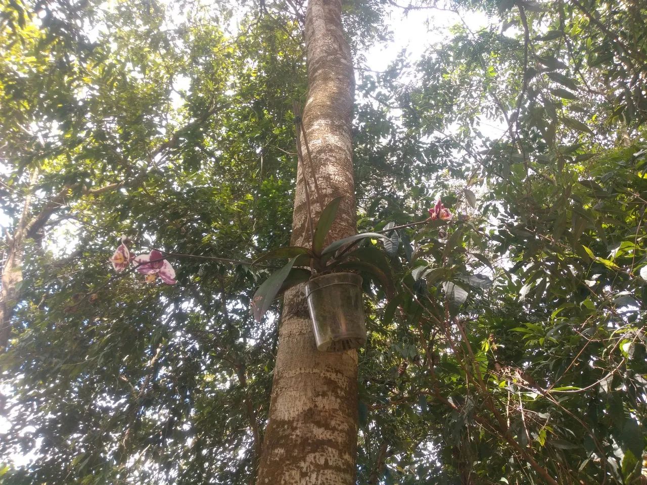Vendo terrenos em Araçariguama  - Foto 2