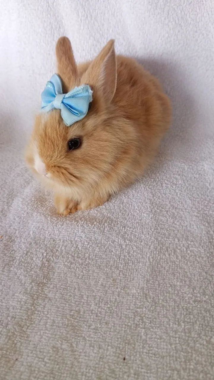 Coelho mini + 5kg de ração