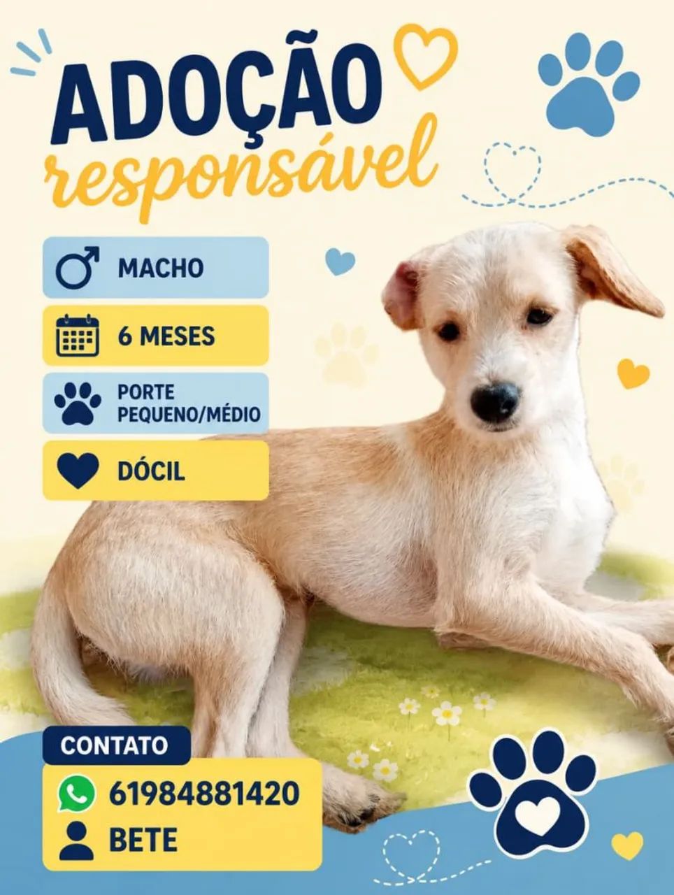 Cachorro pequeno