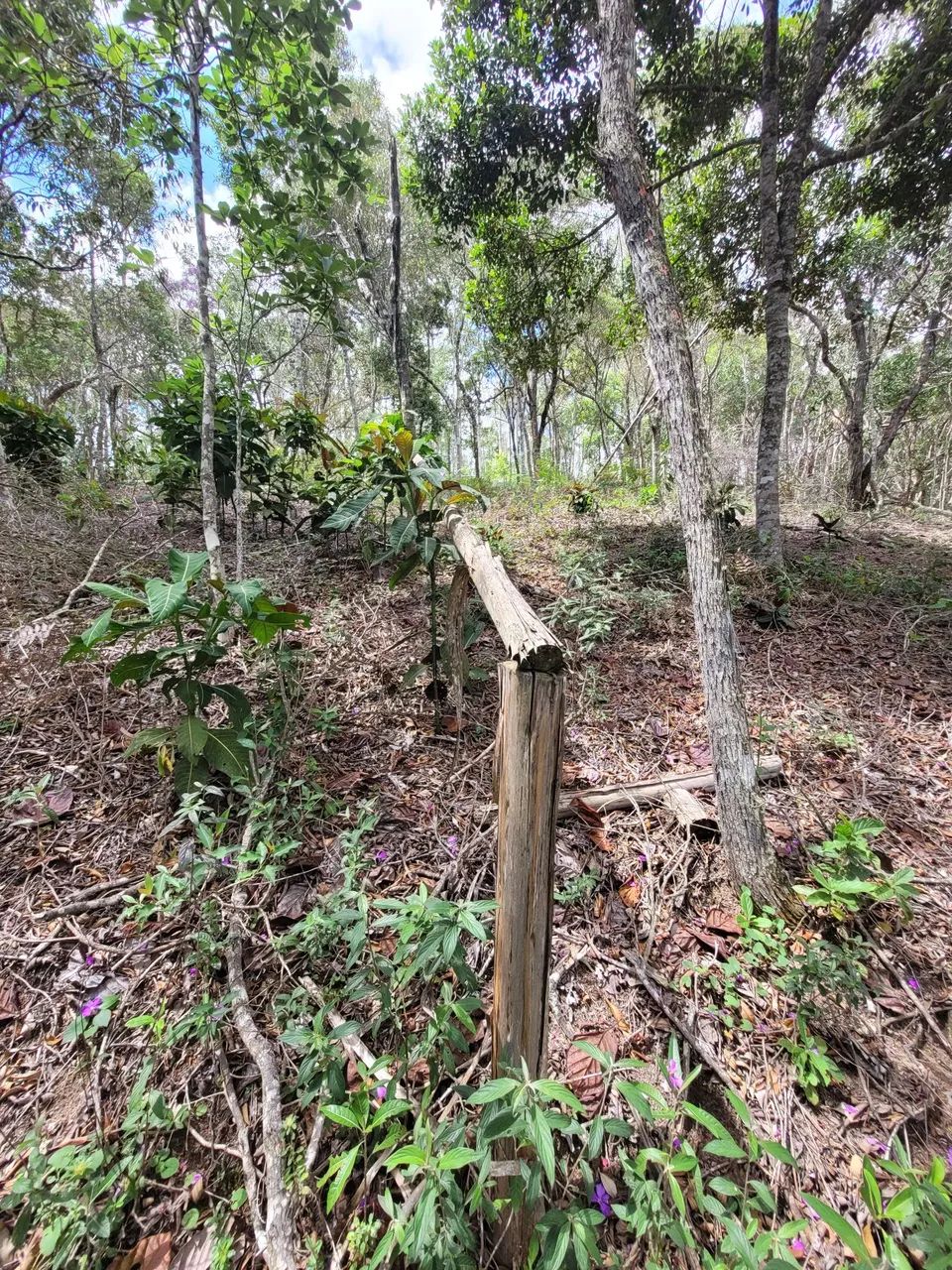 TERRENO NA NATUREZA: 1.100m2 C/ PAVIESSE, ÁGUA (CESAN) E LUZ - MARECHAL FLORIANO/ES - Foto 2