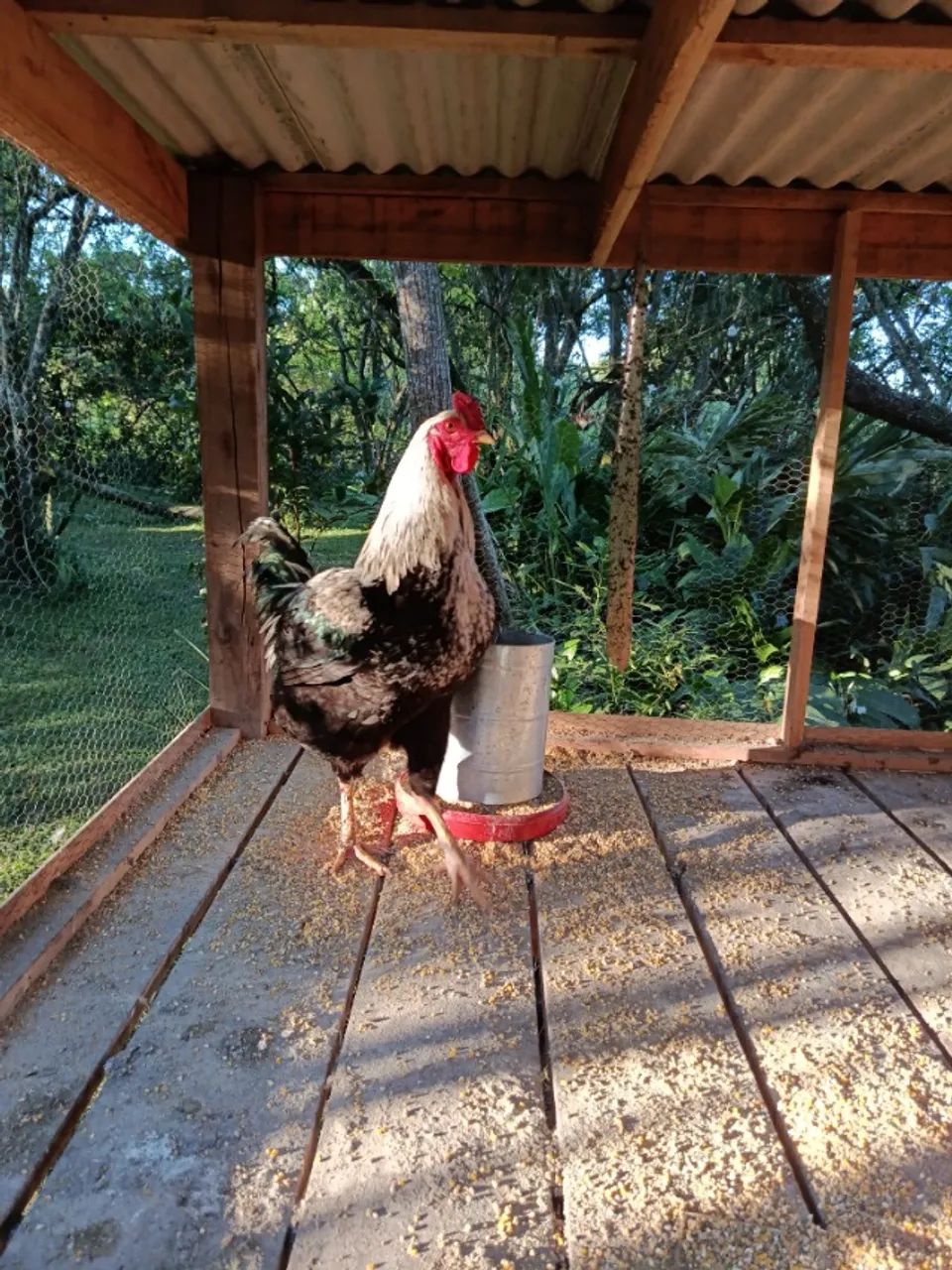 Frango caipira - Foto 3