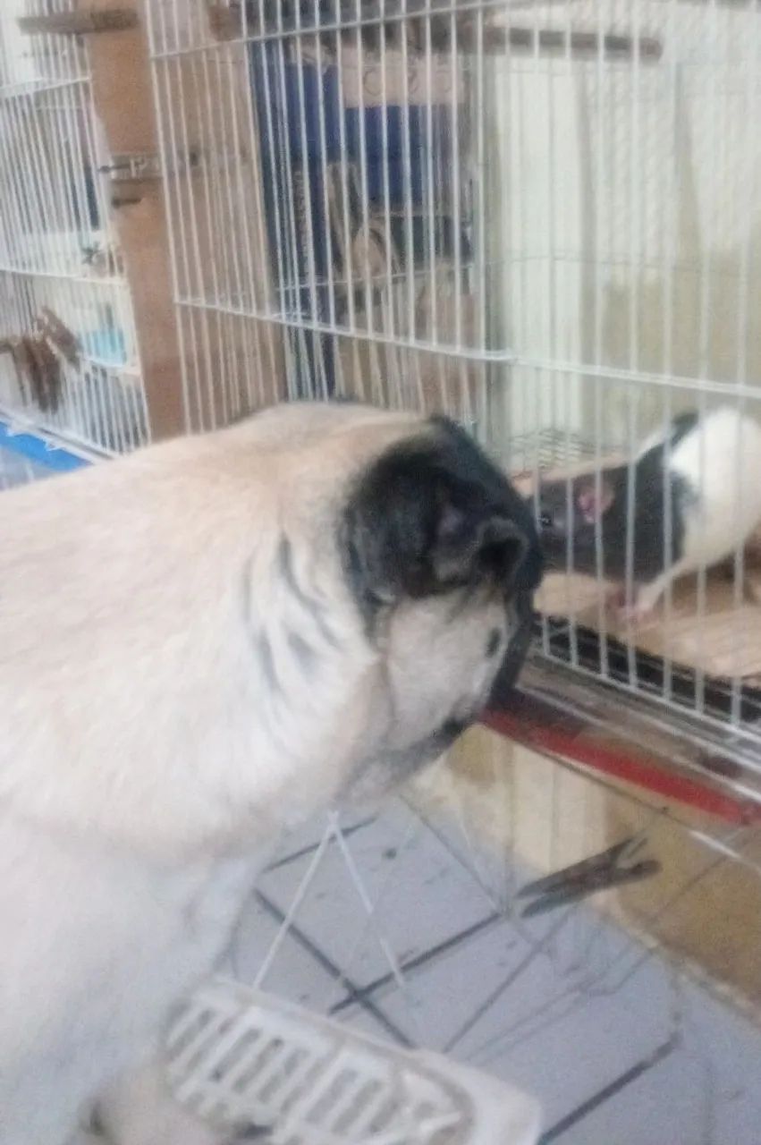 Rato de Laboratório Mercol Standard Twister Hamster  - Foto 3