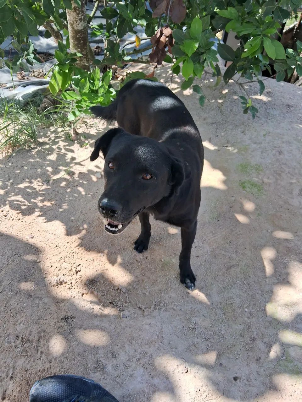 Cachorro p doação 