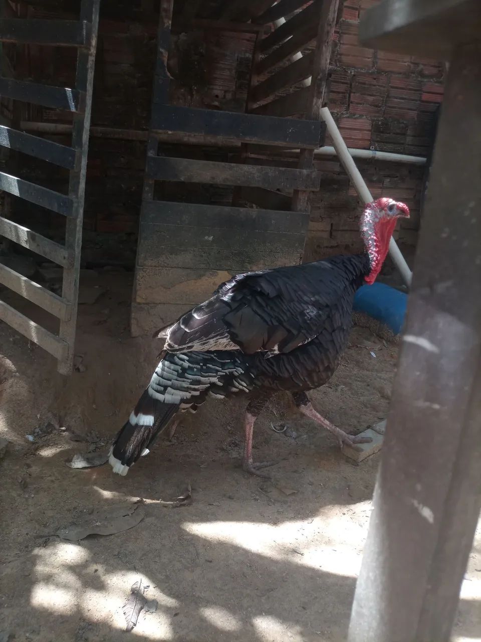 Perú  - Foto 2