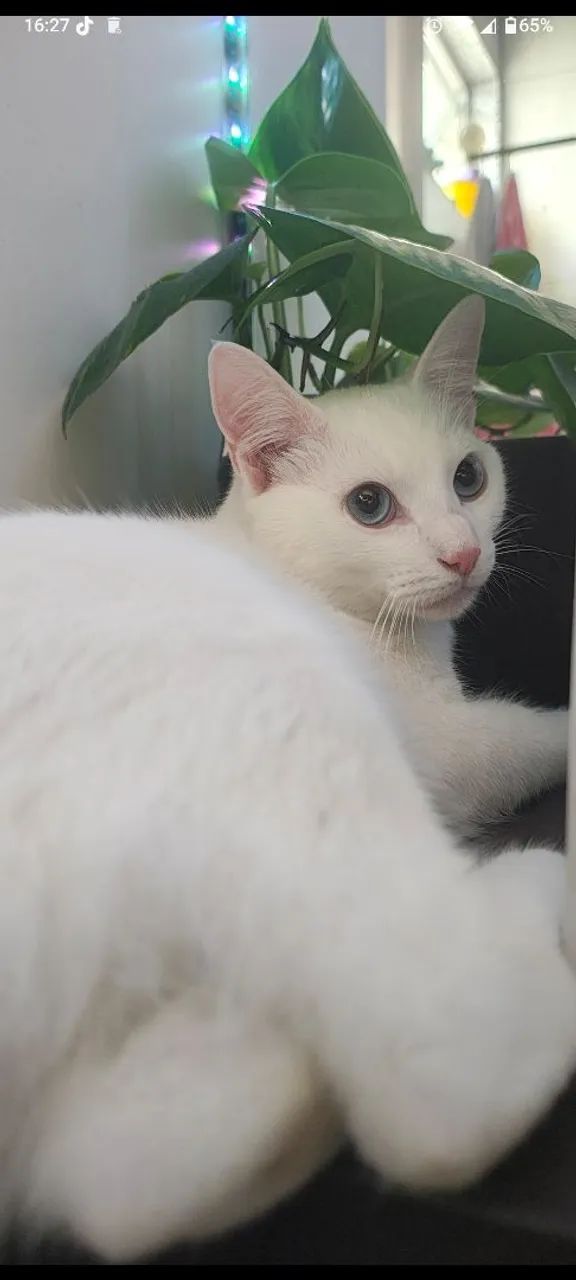 Gato doação 