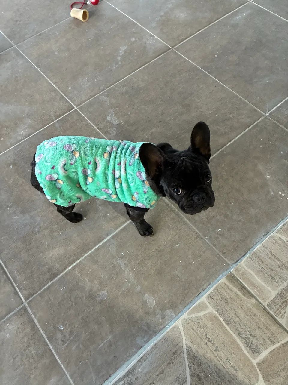 Doação de buldogue francês  - Foto 2