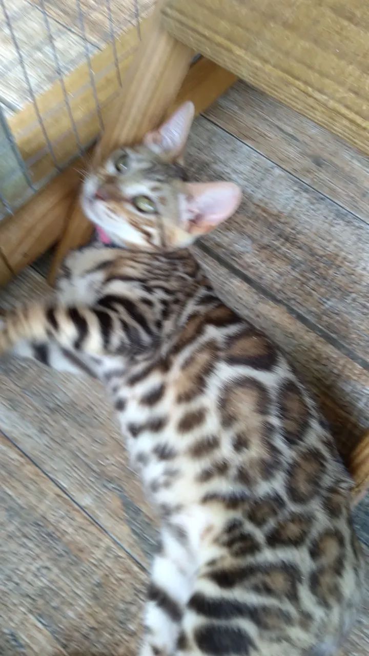 Gato bengal de estimação  - Foto 3