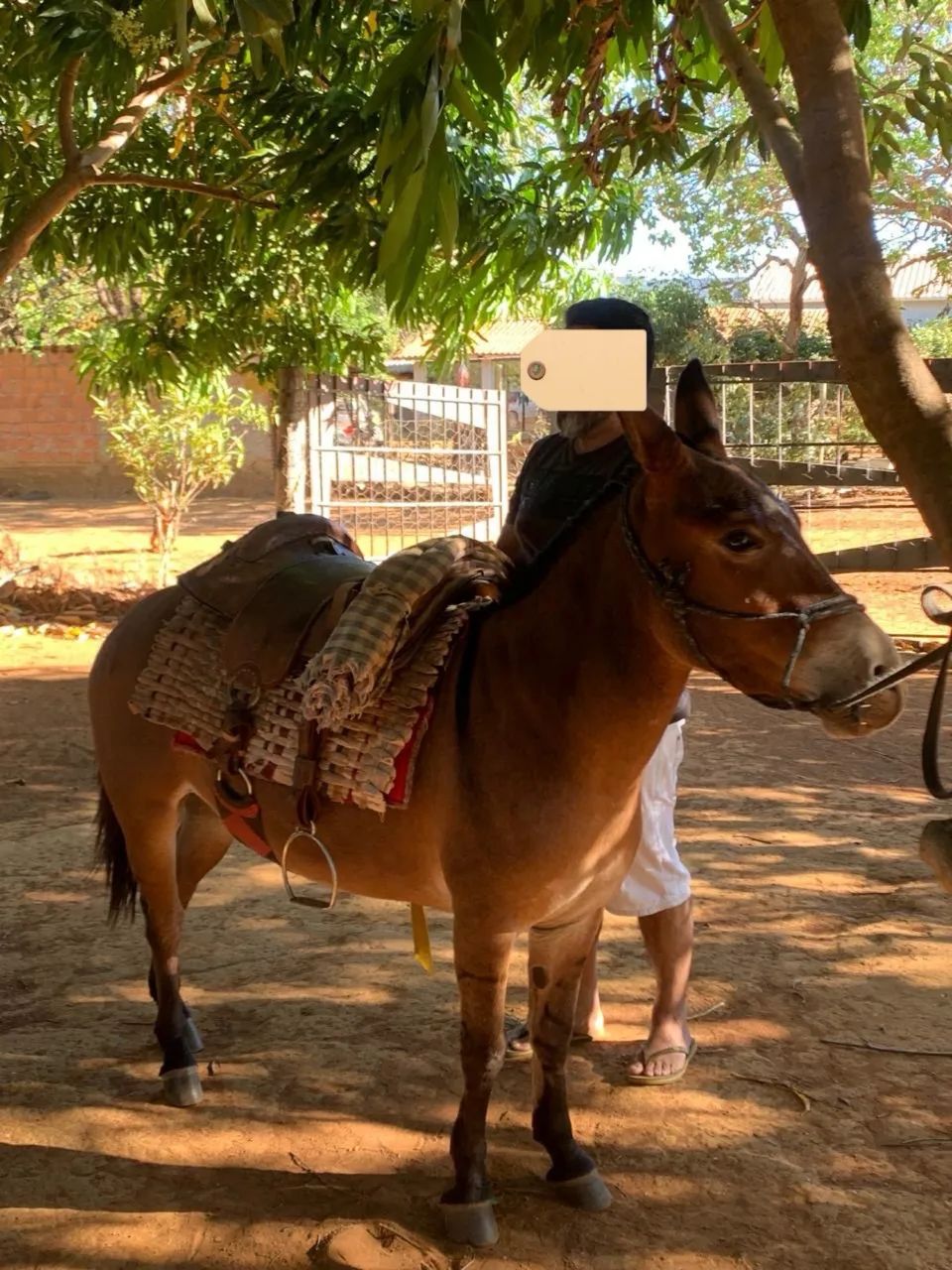 Cavalo mini burro  - Foto 3
