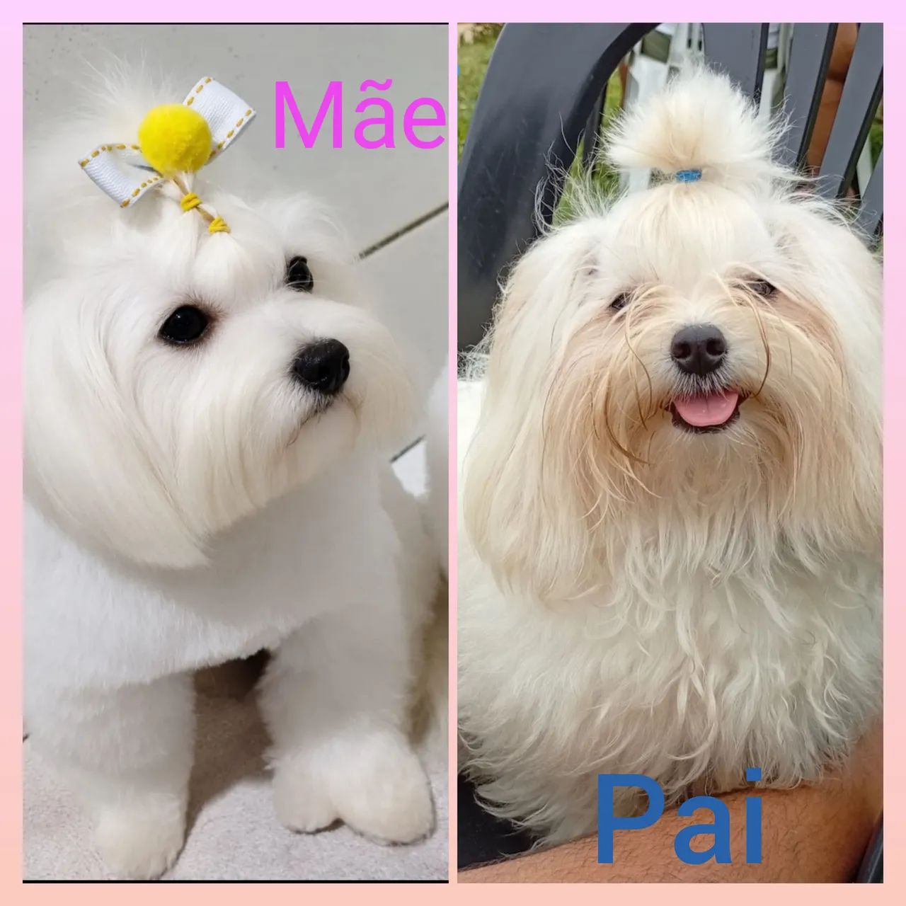Filhotes de Maltês Micro