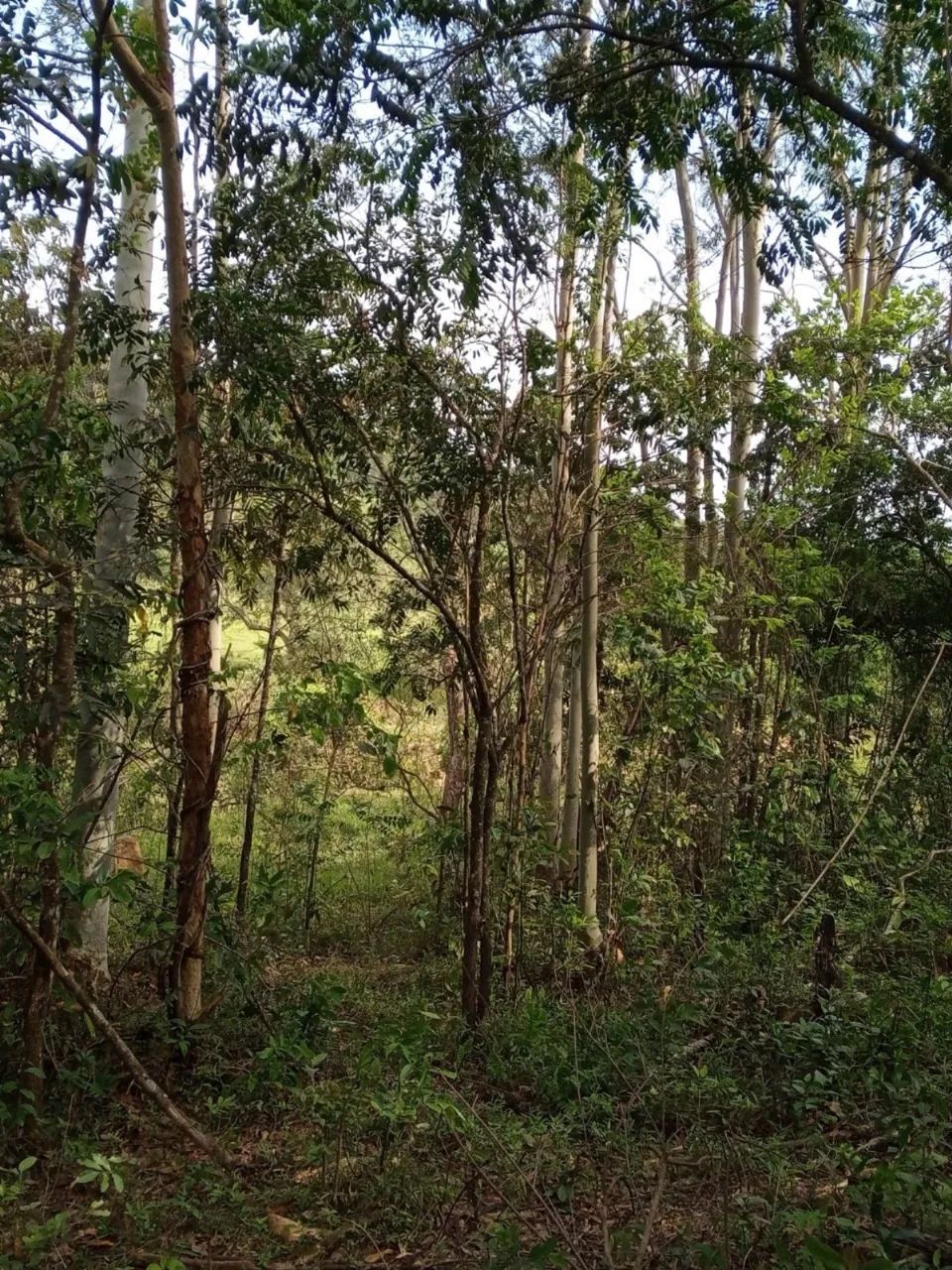 Vendo chácara com 1 alqueire, em rio claro, com rio dentro - Foto 4